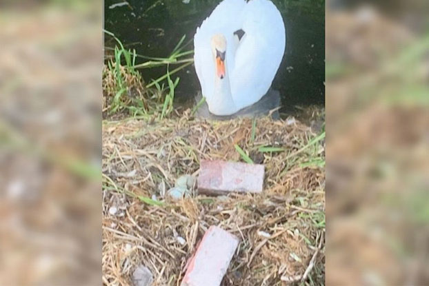 Un cisne muere de pena después de que unos adolescentes destrozaran sus huevos con ladrillos