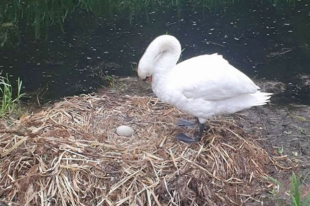 Un cisne muere de pena después de que unos adolescentes destrozaran sus huevos con ladrillos