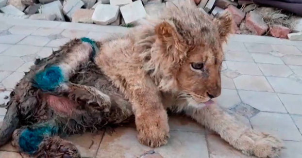 Rescatan a Simba, un león al que partieron las patas para fotografiarse con turistas