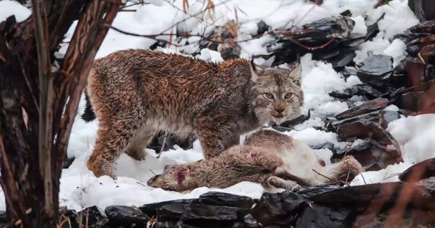 El lince del Himalaya filmado por primera vez cazando un Markhor en Pakistán