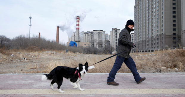 China prohíbe criar perros y gatos para el consumo humano