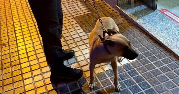 Detienen a un hombre por dar una paliza a un perro y lanzarlo a la carretera para que lo atropellaran