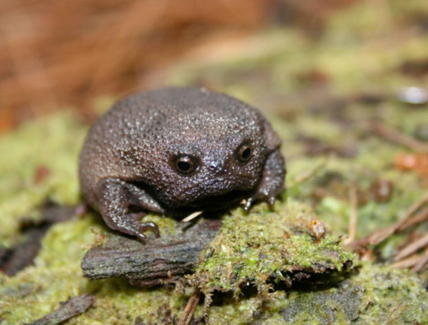 Estas ranas pequeñas y adorables parecen aguacates enfadados