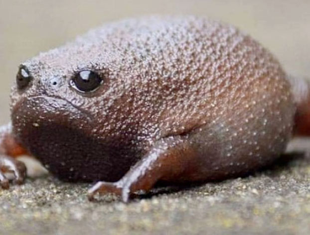 Estas ranas pequeñas y adorables parecen aguacates enfadados