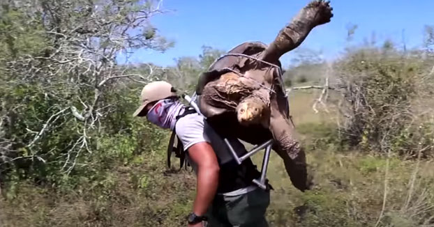 Diego, la tortuga inseminadora de Galápagos que ayudó a salvar su especie, vuelve a casa tras 87 años