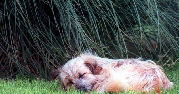 Se dispara el abandono de mascotas tras el final del confinamiento