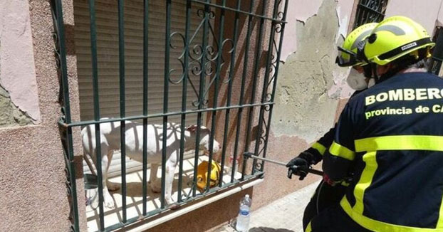 Dejan a un perro dogo argentino al sol atrapado entre la persiana y la reja de la ventana en una casa de Jerez