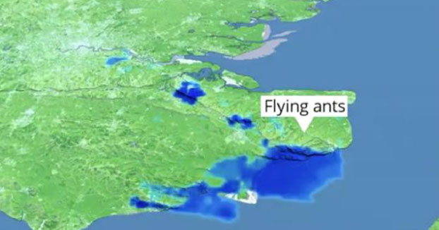 Radares meteorológicos detectan un enorme enjambre de hormigas voladoras en el Reino Unido