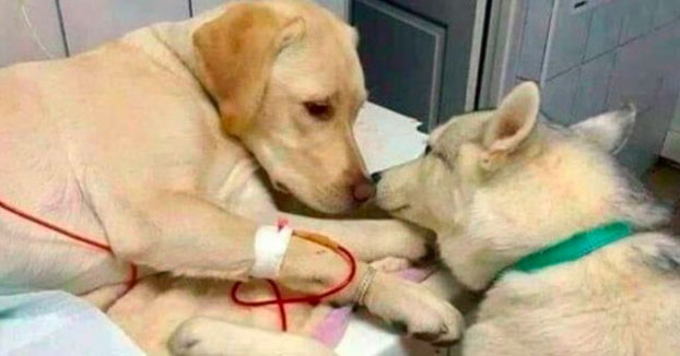 El perro de un veterinario que ayuda a los demás pacientes a calmarse ha desatado ternura y humor en Twitter