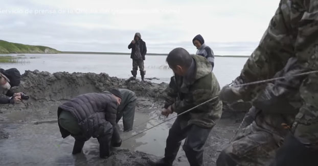 Descubren en Rusia el esqueleto casi completo de un mamut