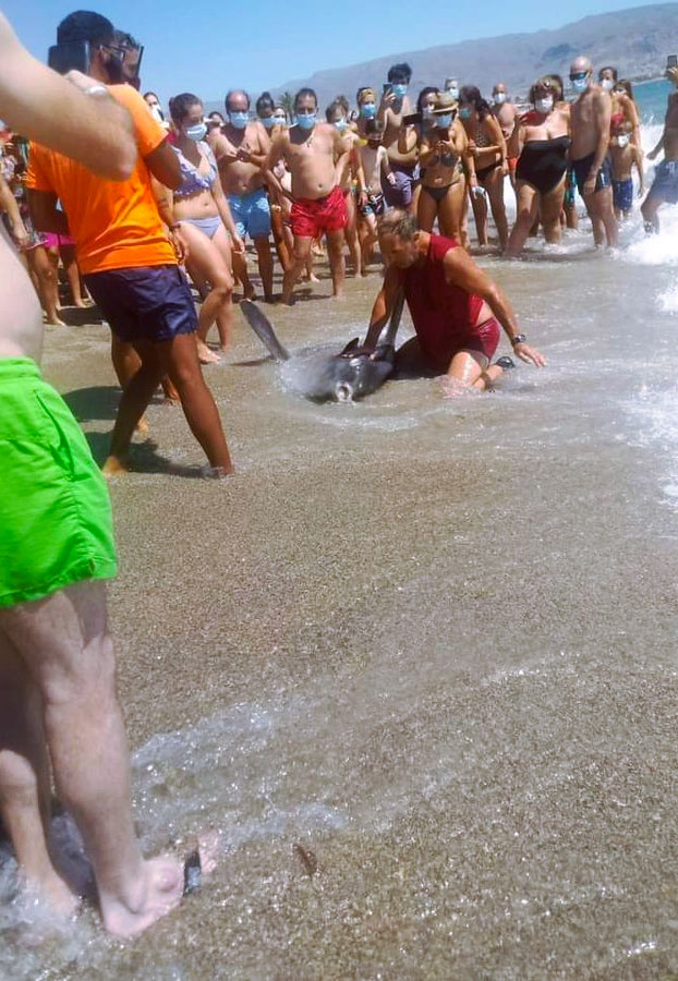 La Fiscalía no ve delito en la muerte del pez luna en Roquetas: Un hamaquero lo sacó del agua y se colocó encima de él hasta asfixiarlo