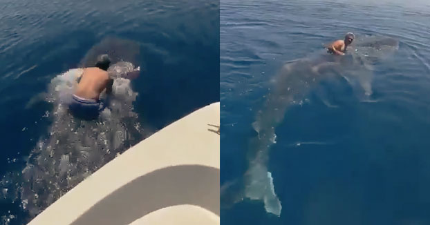 Un hombre salta encima de un tiburón ballena y lo monta agarrado de su aleta dorsal