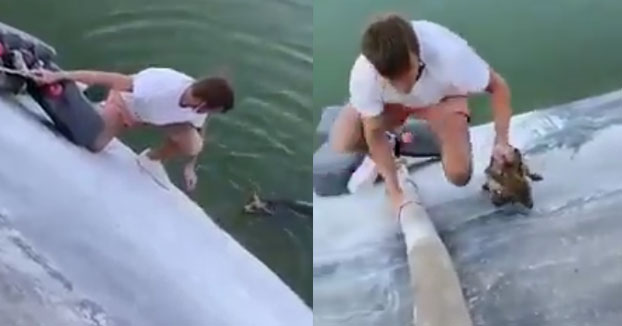 Un joven rescata a un zorro que había caído en una balsa de agua en Roquetas de Mar