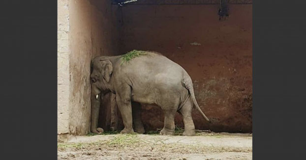 Kaavan, conocido como "el elefante deprimido", será liberado tras 35 años de cautiverio en un zoológico