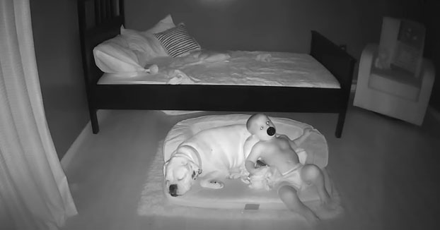 Cada noche este niño se baja de su cama para acurrucarse y dormir en la cama de su perro