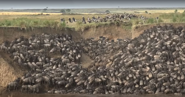 Cientos de ñus mueren en un solo día mientras cruzaban el río Mara en Kenia