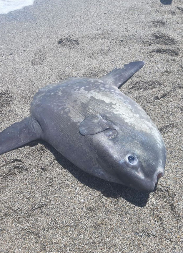 Muere un pez luna después de que un hombre lo sacara del mar en una playa de Roquetas de Mar y se sentara encima