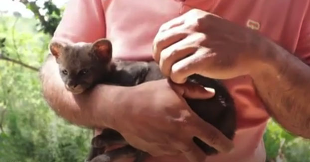 Rescata a un gato callejero y finalmente resulta ser un puma yaguarundí