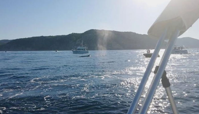 Una veintena de barcos rodean y persiguen a un grupo de ballenas en la Costa Brava