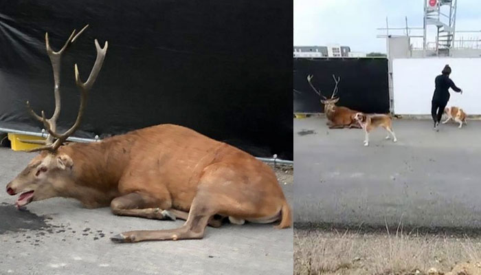 Animalistas y vecinos salvan a un ciervo exhausto de morir abatido por una docena de cazadores con perros