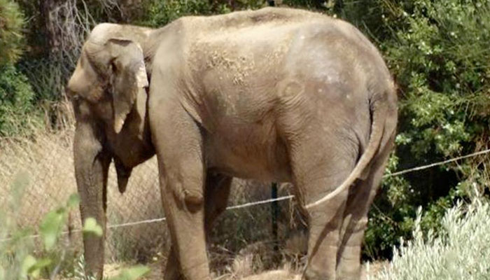 El caso de Dumba: una elefanta que vive en un jardín privado demasiado pequeño y sin estanque cerca de Barcelona
