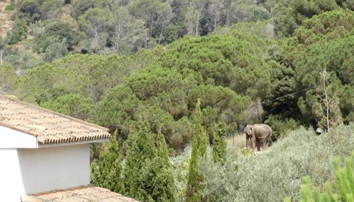 El caso de Dumba: una elefanta que vive en un jardín privado demasiado pequeño y sin estanque cerca de Barcelona