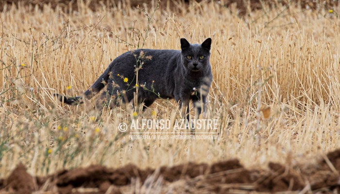 Un fotógrafo profesional captura imágenes de la 'pantera de Granada' y resulta ser un gato. Aquí todas las fotos