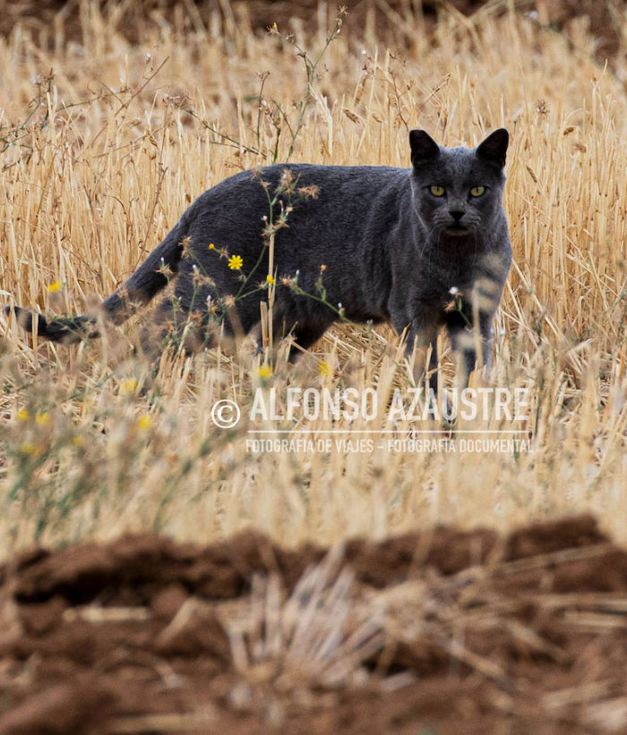 Un fotógrafo profesional captura imágenes de la 'pantera de Granada' y resulta ser un gato. Aquí todas las fotos