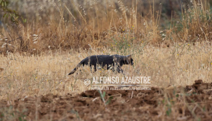 Un fotógrafo profesional captura imágenes de la 'pantera de Granada' y resulta ser un gato. Aquí todas las fotos