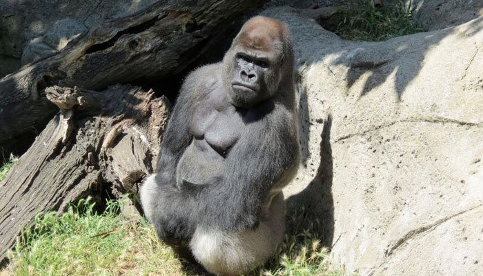 Una cuidadora del Zoo de Madrid se encuentra grave al ser atacada por un gorila de 200 kilos