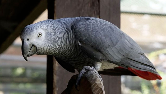 Cinco loros de un zoo de Reino Unido, aislados porque insultaban a los turistas