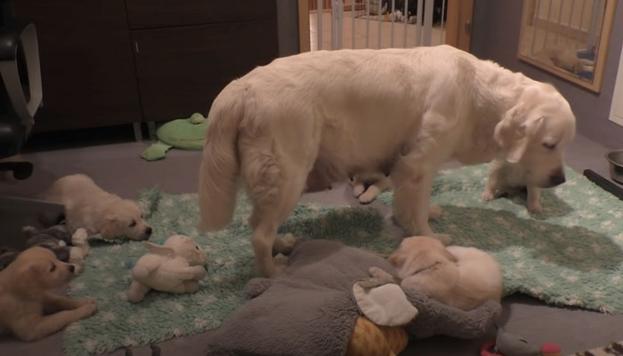 Cómo una madre experimentada enseña a sus cachorros de 8 semanas a estar tranquilos