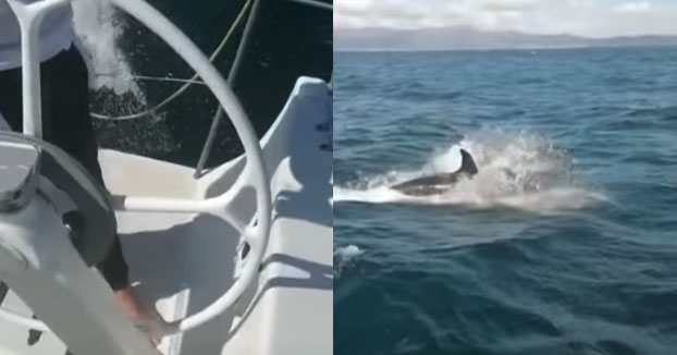 Un grupo de orcas rompe el timón de un velero de la Armada en las Rías Baixas