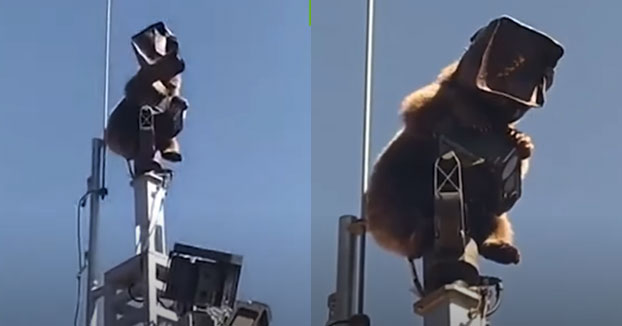 Un oso con una caja en la cabeza se sube a una torre de comunicaciones de una base militar en Turquía