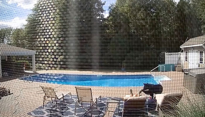 Un oso despierta a un hombre que se quedó dormido en la tumbona junto a la piscina de su casa