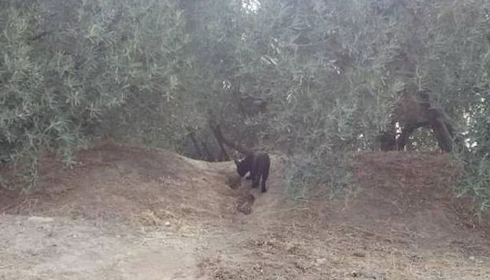 Toman una fotografía de la pantera negra que se busca en Ventas de Huelma, Granada