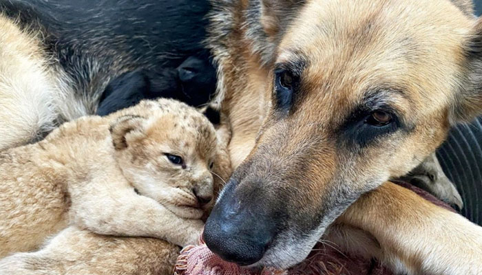 Una perra adopta a dos cachorros de león rechazados por su madre