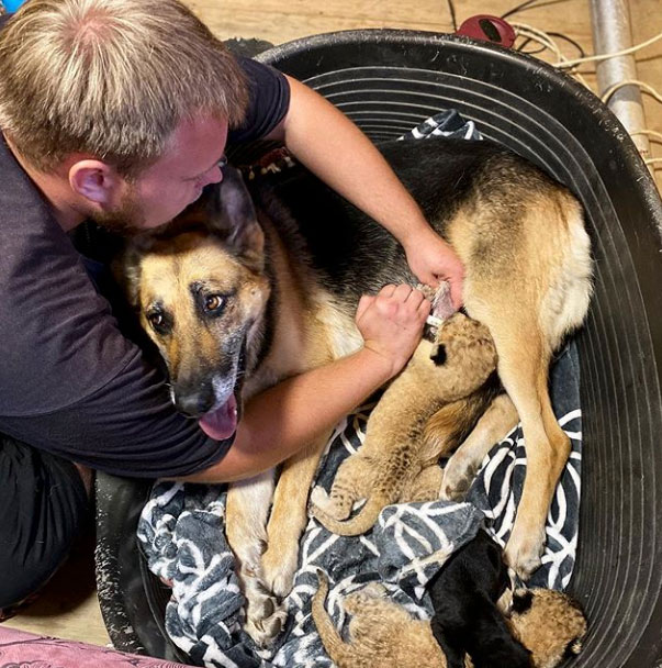 Una perra adopta a dos cachorros de león rechazados por su madre