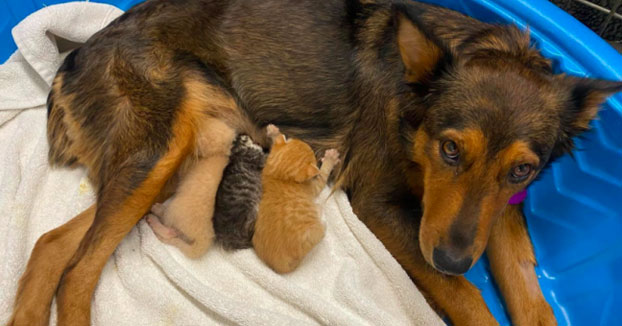 Una perra rescatada que perdió a sus cachorros se convierte en la madre de unos gatitos huérfanos