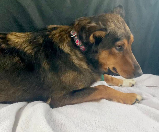 Una perra rescatada que perdió a sus cachorros se convierte en la madre de unos gatitos huérfanos