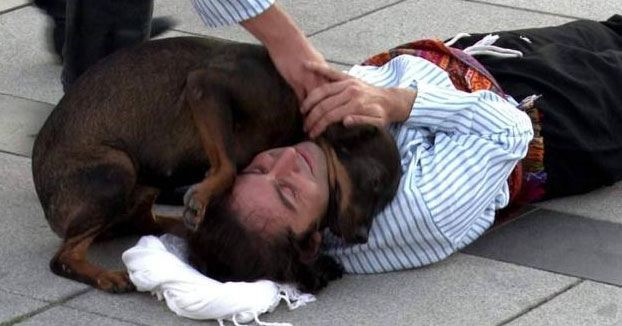 Un perro callejero interrumpe una 'performance' y auxilia al actor 'herido'