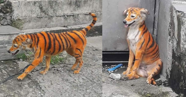Pintan a un perro callejero para que parezca un tigre y una asociación ofrece una recompensa por encontrar al culpable