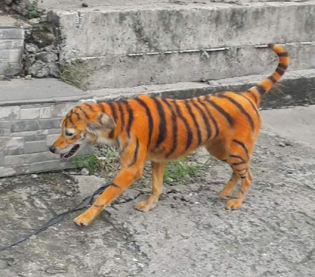 Pintan a un perro callejero para que parezca un tigre y una asociación ofrece una recompensa por encontrar al culpable
