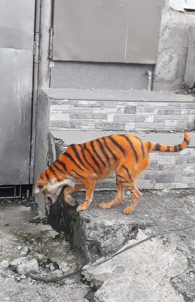 Pintan a un perro callejero para que parezca un tigre y una asociación ofrece una recompensa por encontrar al culpable