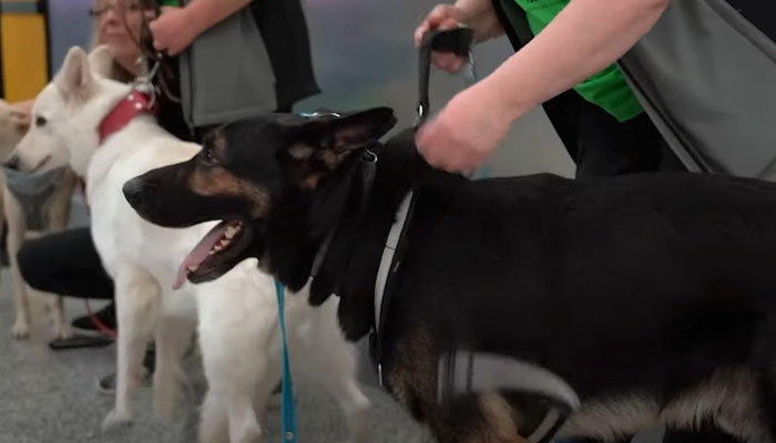 El aeropuerto de Helsinki (Finlandia) desplegó una unidad de perros para detectar a los usuarios contagiados con coronavirus