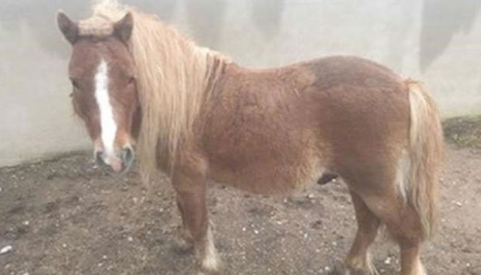 Detenido un hombre tras ser sorprendido vioIando borracho a un poni en Murcia