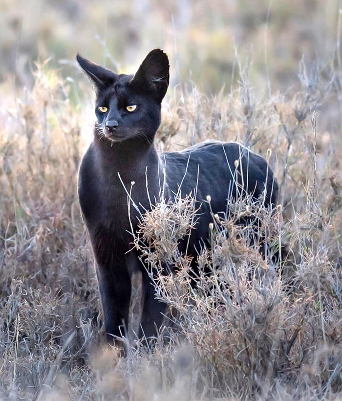 La 'pantera de Granada' podría ser en realidad un gato serval negro