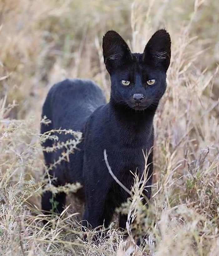 La 'pantera de Granada' podría ser en realidad un gato serval negro