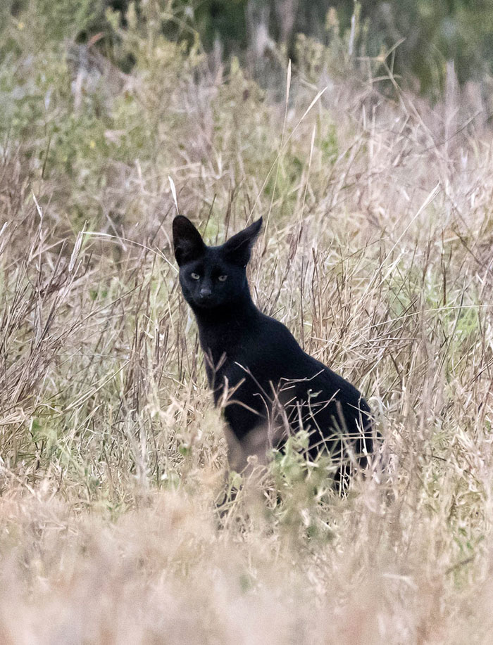 La 'pantera de Granada' podría ser en realidad un gato serval negro