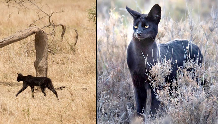 La 'pantera de Granada' podría ser en realidad un gato serval negro